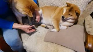 Shiba Inu and claws cutting [upl. by Korey]