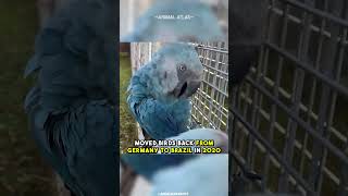 Extinct In The Wild  Spixs Macaw [upl. by Farro]