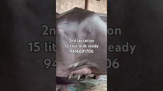 2nd lactation 15 litre milk ready murrah buffalo dairyfarm [upl. by Lesley505]