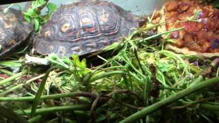 Rhinoclemmys Pulcherimma Manni eating sagu Worm Part 2 [upl. by Tingey]