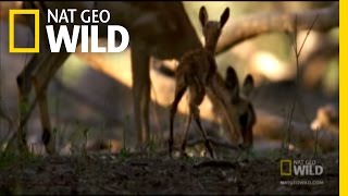 Carnivorous Baboon Rage  Nat Geo Wild [upl. by Meihar]