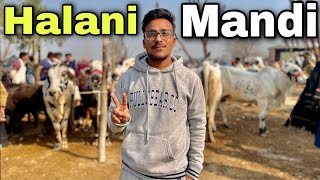 Sirf 5 Hazaar Se Soda Reh Gaya  Halani Mandi [upl. by Jermain]