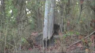 Wild tiger bear fight  rare footage Tiger vs Bear [upl. by Burnie]