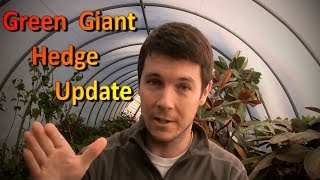 Green Giant Hedge Update  6 Months in the Ground [upl. by Mandy206]