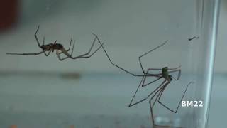 Daddy Longlegs Spiders cellar spiders Will They Remove Bad Spiders from Your House [upl. by Brackett]