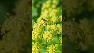 Another niche video  a micromoth with pectinate antennae Incurvaria pectinea [upl. by Hannavas616]