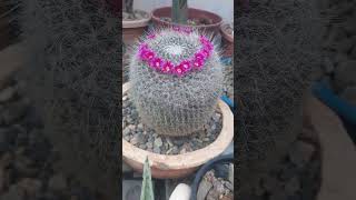 mammillaria hanhiana✨️🌵🌺🌵🌺🌵✨️ music Alan Walker [upl. by Ermine]