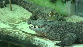 Crocodile Park Torremolinos  Big Daddy El Paco [upl. by Recha96]