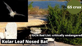 Species in news Kolar Leaf Nosed Bat [upl. by Basilius]