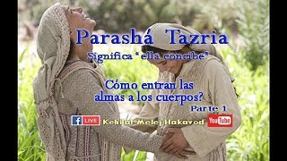 Parashá Tazria Parte 1 [upl. by Onitrof]