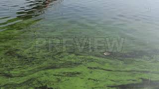 Algal Bloom Stock Video [upl. by Haldeman419]