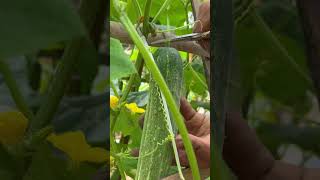 Harvest cucumbers vegetables peppers and green beans in the backyard garden [upl. by Horacio]