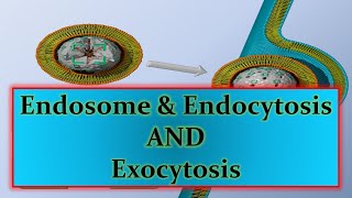 Endosome amp Endocytosis AND Exocytosisppt [upl. by Asereht]