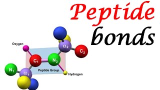 Peptide bond structure  formation and rotation of peptide bonds [upl. by Kalbli]