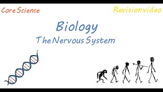 B1 The Nervous System Revision [upl. by Crescentia]