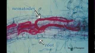 Understanding Root Lesion Nematodes [upl. by Milak]