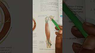 Biceps Brachii muscle humananatomy bdchaurasia medicalstudents utubeshorts shorts [upl. by Nixie45]