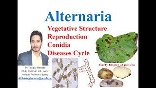 Alternaria solani life cycle early blight of potato symptoms mycelium conidia diseases cycle [upl. by Ennaihs]