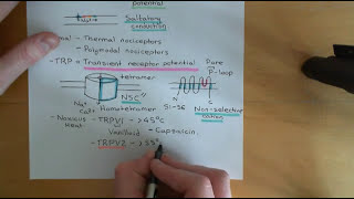 Pain and Analgesic Drugs Part 3 [upl. by Balcke35]