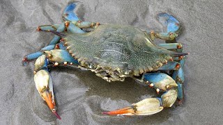 Facts The Blue Crab [upl. by Anowahs860]