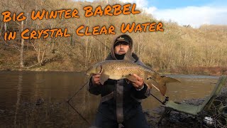 Gros BARBEAU dhiver dans une eau cristalline  Pêche du Barbeau au Feeder sur lOurthe  Ep15 [upl. by Zarger]