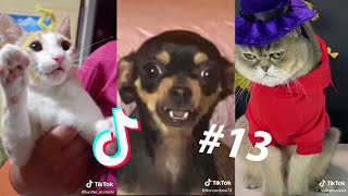 LOS MEJORES TIK TOKS DE GATOS Y PERROS 11  Recopilación de Tik Toks de animales [upl. by Ayotnahs]