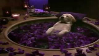 Cottonelle Commercial Puppy Gets Pampered [upl. by Ekyt]