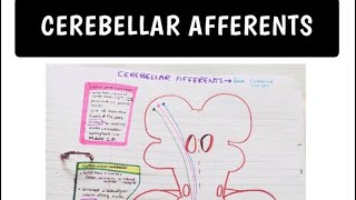 Cerebellar Afferent Pathways Made EASY [upl. by Carmela]