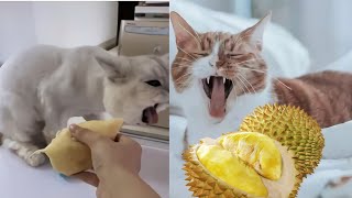 Funny Cats Reaction To Smelling DurianCute and Funny Cat Videos Compilation 08 [upl. by Nel]