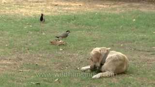 Redwattled Lapwings attacks a Labrador as it nears their eggs [upl. by Leno]