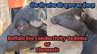 Buffalo Eye Conductivity Oedema Treatment Chemosis  भैंस की आंख में सूजन का इलाज  Eye Infection [upl. by Eilrahc]