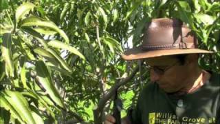 Pruning Vigorous Mango Trees [upl. by Cora903]