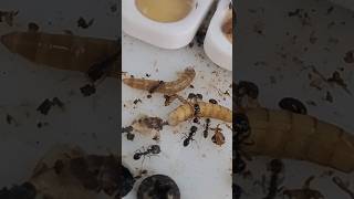 Alimentando mis Solenopsis Geminata mirmecologia ants hormigas [upl. by Nojad790]