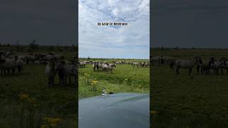 Op safari in de Oostvaardersplassen amsterdamarea ​⁠VideoIamsterdam oostvaardersplassen [upl. by Sheena]