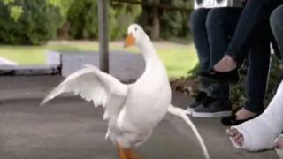 Aflac Sparta 300 remix [upl. by Carvey969]