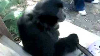 JOURNEY SIAMANG WALKINGmp4 [upl. by Cloe]