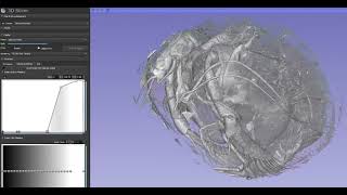 Slicer 3D  Ostracod Neuroanatomy Analysis [upl. by Sama]