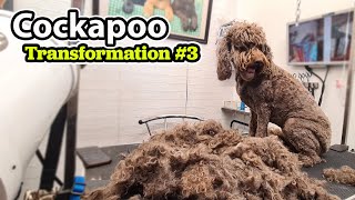 Cockapoo GROOMING Transformation 3 [upl. by Hazlip]