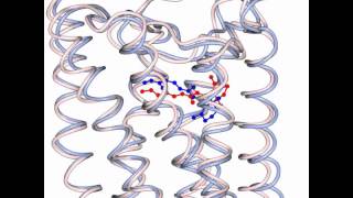 G protein activation by Rhodopsin [upl. by Eimak]