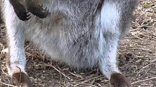 Albino Red Necked Wallaby joey at Linton Zoo [upl. by Acinat]