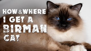 How amp where I get a Birman cat [upl. by Aicilegna356]