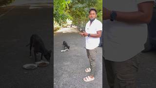 Dog Food Vs Human Food youtubeshorts shortsfeed comedy funny entretainment dog shorts [upl. by Enilemme]