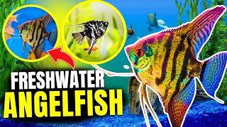 How to Keep Freshwater Angelfish Care Guide Tips amp Tricks [upl. by Manolo]