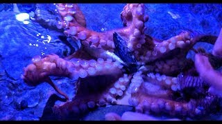 Playing with a Giant Pacific Octopus at Aquarium of the Pacific OctoNation Octopus Fan Club [upl. by Leventis]