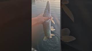 pikefishing pike finland fishing hauki kalastus suomi щука рибалка līdaka [upl. by Wilfrid26]