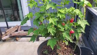 update on my Abutilonflowering maple [upl. by Lucier]