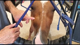 Huge Dental Infection In Young Rescued Horse  Diagnosis and Extraction [upl. by Gar]