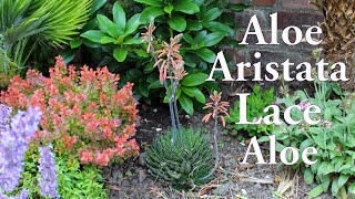 Aloe Aristata Lace Aloe hardy succulant flower in my walled garden UK [upl. by Nohsar663]