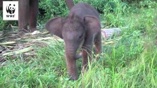 Baby elephant learns to use her trunk [upl. by Lauren]