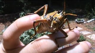 Giant Grasshopper in My Garden [upl. by Ahsieym447]